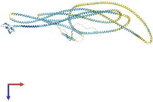 EEA1 Protein (AA 1-1411) (His tag)