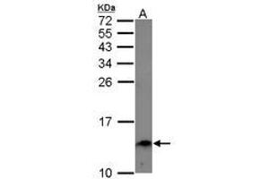 Image no. 1 for anti-Endosulfine alpha (ENSA) (AA 1-121) antibody (ABIN1498031) (Ensa Antikörper  (AA 1-121))