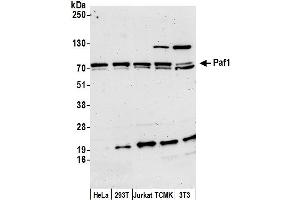 Western Blotting (WB) image for anti-Paf1, RNA Polymerase II Associated Factor, Homolog (PAF1) (AA 75-125) antibody (ABIN7451930)