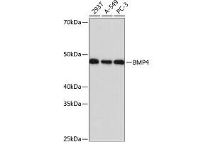 Western blot analysis of extracts of various cell lines, using BMP4 Rabbit mAb (ABIN7265898) at 1:1000 dilution. (BMP4 Antikörper)