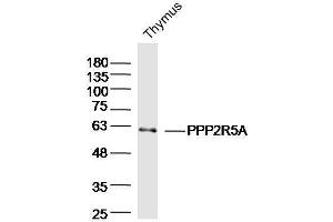 Mouse thymus lysates probed with PPP2R5A Polyclonal Antibody  at 1:300 overnight at 4°C followed by a conjugated secondary antibody for 60 minutes at 37°C. (PPP2R5A Antikörper  (AA 301-400))