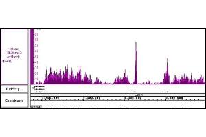 Histone H3K36me3 antibody (pAb) tested by ChIP-Seq.