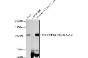 Immunoprecipitation analysis of 300 μg extracts of U-87MG cells using 3 μg Integrin beta 3 (ITGB3/CD61) antibody (ABIN7267928). (Integrin beta 3 Antikörper)