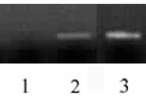 Histone H3 antibody (mAb) tested by ChIP. (Histone 3 Antikörper  (N-Term))