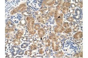 GPAA1 antibody was used for immunohistochemistry at a concentration of 4-8 ug/ml to stain Epithelial cells of renal tubule (arrows) in Human Kidney. (GPAA1 Antikörper)