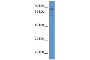 Western Blot showing Slc26a2 antibody used at a concentration of 1. (SLC26A2 Antikörper  (C-Term))