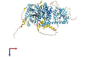 CHD1L Protein (AA 1-897) (His tag)