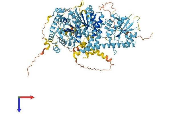 CHD1L Protein (AA 1-897) (His tag)