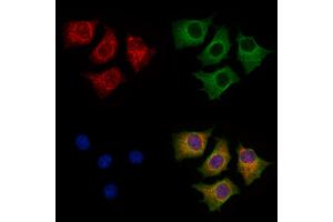 ABIN7094262 and ABIN7098309 staining HepG2 cells by IF/ICC.