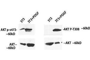 Western Blot analysis of 3T3 cells treated using Phospho-Pan-Akt (Ser473) Polyclonal Antibody at dilution of 1:1000 (AKT1 Antikörper  (pSer473))
