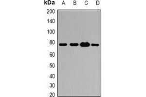 Western blot analysis of ATG7 expression in THP1 (A), HeLa (B), mouse kidney (C), rat liver (D) whole cell lysates. (ATG7 Antikörper)