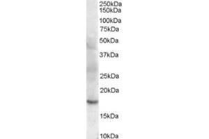 Image no. 3 for anti-Cofilin 2 (CFL2) (C-Term) antibody (ABIN374596) (Cofilin 2 Antikörper  (C-Term))