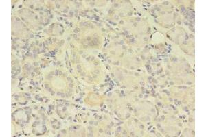 Immunohistochemistry of paraffin-embedded human pancreatic tissue using ABIN7173738 at dilution of 1:100