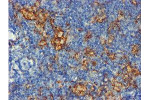 Image no. 2 for anti-CD80 (CD80) antibody (ABIN1497372) (CD80 Antikörper)