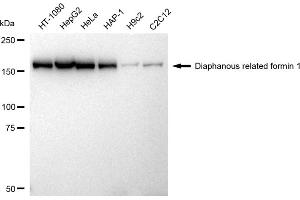 Western blotting analysis using Diaphanous related formin 1 antibody (ABIN7798330). (Rekombinanter DIAPH1 Antikörper)