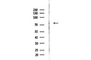 anti-Pre-mRNA Processing Factor 39 (PRPF39) (C-Term) antibody