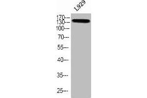 Western blot analysis of L929 using p-TBC1D4 (T642) antibody. (TBC1D4 Antikörper  (pThr642))