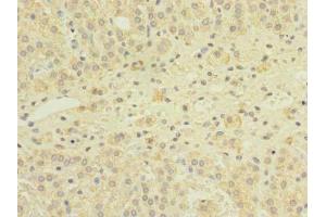 Immunohistochemistry of paraffin-embedded human adrenal gland tissue using ABIN7153769 at dilution of 1:100