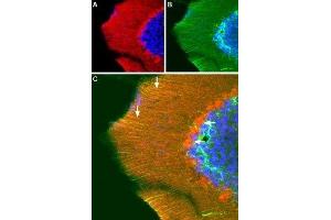 Expression of GRIA3 (GluR3) in mouse cerebellumImmunohistochemical staining of frozen perfusion-fixed free floating sections of mouse cerebellum using Anti-GluR3 (GluA3) (extracellular) Antibody (ABIN7043222, ABIN7044338 and ABIN7044339).