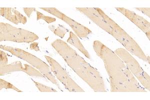 Detection of PAP in Mouse Skeletal muscle Tissue using Polyclonal Antibody to Prostatic Acid Phosphatase (PAP) (ACPP Antikörper  (AA 56-215))
