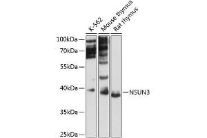 Western blot analysis of extracts of various cell lines, using NSUN3 antibody (ABIN6132413, ABIN6144877, ABIN6144878 and ABIN6216691) at 1:3000 dilution. (NSUN3 Antikörper  (AA 1-120))