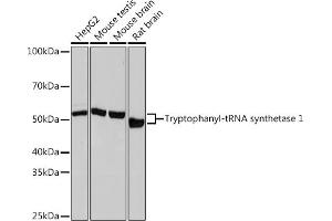 Western blot analysis of extracts of various cell lines, using Tryptophanyl-tRNA synthetase 1 Rabbit mAb (ABIN1678761, ABIN3018963, ABIN3018964 and ABIN7101695) at 1:1000 dilution. (WARS Antikörper)