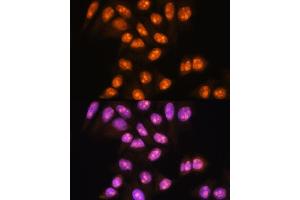 Immunofluorescence (IF) image for anti-YY2 Transcription Factor (YY2) (AA 200-300) antibody (ABIN7271429)