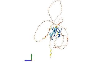 AlphaFold protein structure predicition of Mouse Recombinant Ggnbp1 Protein, UniprotID Q6K1E7