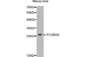 Western blot analysis of extracts of mouse liver, using FCGR3A antibody (ABIN5971377) at 1/1000 dilution. (FCGR3A Antikörper)