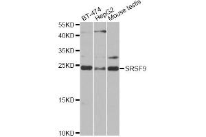 Western blot analysis of extracts of various cell lines, using SRSF9 antibody (ABIN6293561) at 1:1000 dilution. (SFRS9 Antikörper)