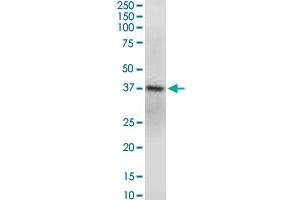 Western Blotting (WB) image for anti-Guanine Nucleotide Binding Protein (G Protein), Q Polypeptide (GNAQ) (AA 101-200) antibody (ABIN516106)