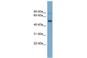 WB Suggested Anti-SLC1A1 Antibody Titration:  0. (SLC1A1 Antikörper  (N-Term))