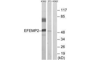 Western blot analysis of extracts from K562 cells and 3T3 cells, using EFEMP2 antibody. (FBLN4 Antikörper)
