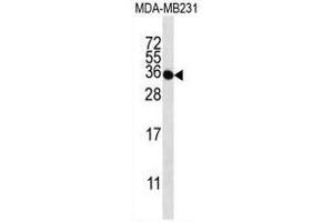 TAS2R1 Antibody (C-term) western blot analysis in MDA-MB231 cell line lysates (35µg/lane). (TAS2R1 Antikörper  (C-Term))