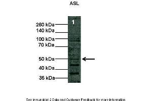 Lanes:   Lane1: 10 ug COS-7 cell lysate  Primary Antibody Dilution:   1:1000  Secondary Antibody:   Anti-rabbit HRP  Secondary Antibody Dilution:   1:2000  Gene Name:   ASL  Submitted by:   Shawn Elms. (ASL Antikörper  (Middle Region))