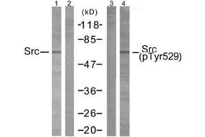 Western blot analysis of extracts from 293 cells using Src (Ab-529) antibody (E021168, Lane1 and 2) and Src (phospho-Tyr529) antibody (E011153, Lane 3 and 4). (Src Antikörper  (pTyr529))