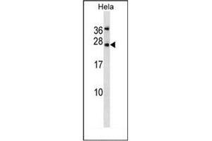 Western Blotting (WB) image for anti-Leptin (LEP) (AA 7-37), (N-Term) antibody (ABIN953161)