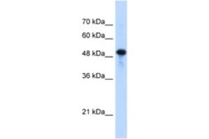 Western Blotting (WB) image for anti-Septin 10 (SEPT10) antibody (ABIN2463183)