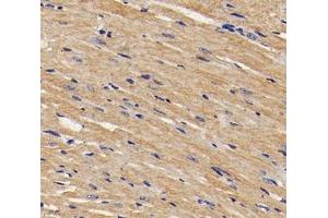 Immunohistochemistry analysis of paraffin-embedded mouse heart using,TMP1 (ABIN7076030) at dilution of 1: 1600 (Tropomyosin Antikörper)