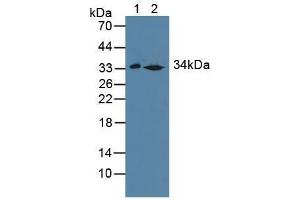 Figure. (SULT1A1 Antikörper  (AA 3-285))
