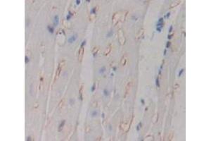 IHC-P analysis of Mouse Tissue, with DAB staining. (TNFRSF10B Antikörper  (AA 233-367))