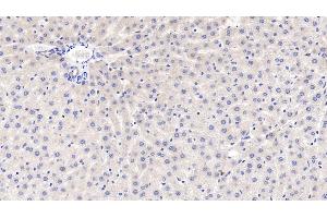 Detection of GRN in Rat Liver Tissue using Polyclonal Antibody to Granulin (GRN) (Granulin Antikörper  (AA 44-255))