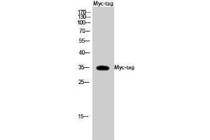 Western Blotting (WB) image for anti-Myc Tag antibody (ABIN3172815) (Myc Tag Antikörper)