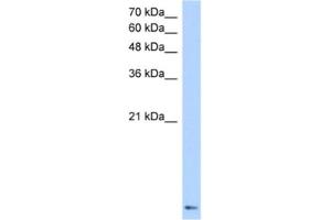 Western Blotting (WB) image for anti-Zinc Finger Protein 706 (ZNF706) antibody (ABIN2460627) (ZNF706 Antikörper)