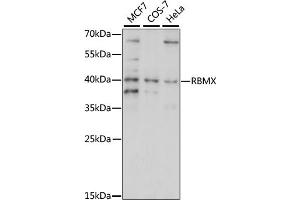 Western blot analysis of extracts of various cell lines, using RBMX/hnRNP G antibody (ABIN7270092) at 1:1000 dilution. (RBMX Antikörper  (AA 1-95))