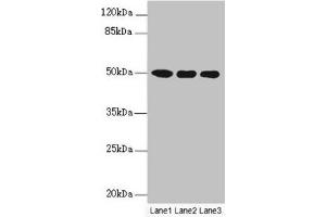 Western blot All lanes: MOCS3 antibody at 4. (MOCS3 Antikörper  (AA 271-460))