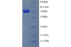 SDS-PAGE (SDS) image for Suppressor of Ty 3 Homolog (SUPT3H) (AA 1-328), (Isoform 3) protein (His-SUMO Tag) (ABIN5710444)