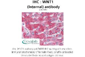 Image no. 1 for anti-Wingless-Type MMTV Integration Site Family, Member 1 (WNT1) (Internal Region) antibody (ABIN1740815) (WNT1 Antikörper  (Internal Region))
