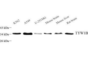 Western blot analysis of TYW1B (ABIN7076025) at dilution of 1: 3000 (TYW1B Antikörper)