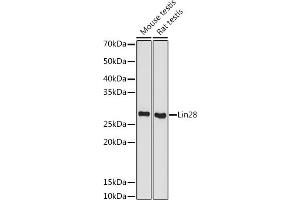 Western blot analysis of extracts of various cell lines, using Lin28 antibody (ABIN7268266) at 1:500 dilution. (LIN28A Antikörper)